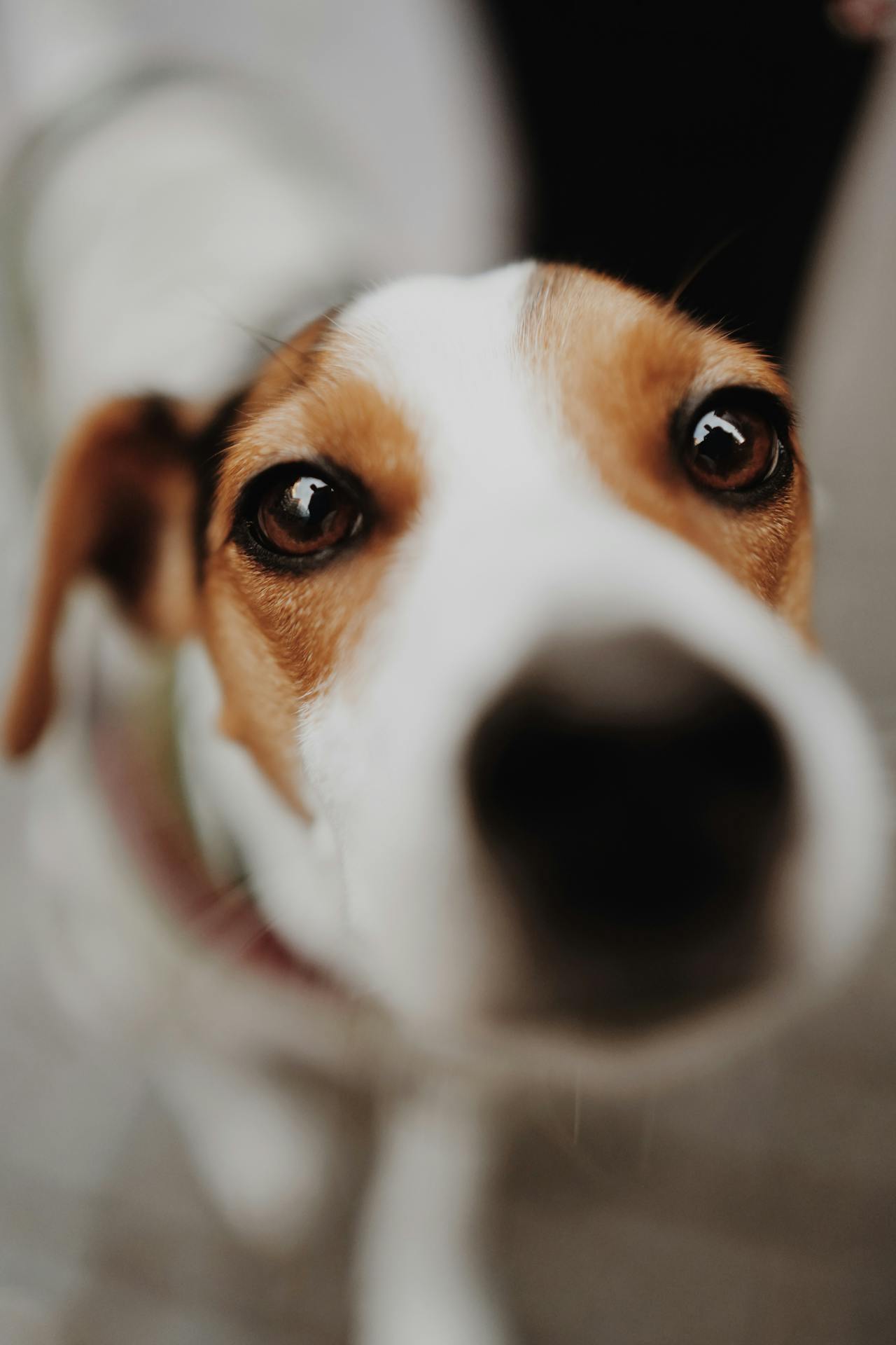 perrito glance