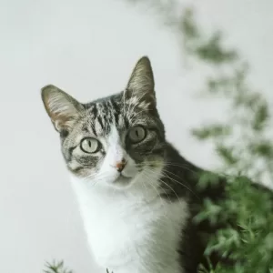 michi
