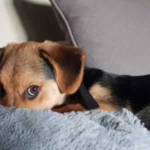 perrito